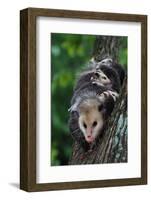 American Opossum with Young-W. Perry Conway-Framed Photographic Print