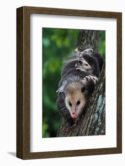 American Opossum with Young-W. Perry Conway-Framed Photographic Print