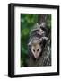 American Opossum with Young-W. Perry Conway-Framed Photographic Print