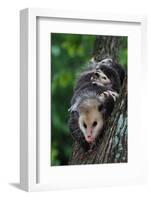 American Opossum with Young-W. Perry Conway-Framed Photographic Print