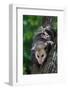 American Opossum with Young-W. Perry Conway-Framed Photographic Print