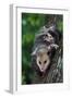 American Opossum with Young-W. Perry Conway-Framed Photographic Print