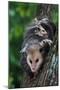 American Opossum with Young-W. Perry Conway-Mounted Photographic Print