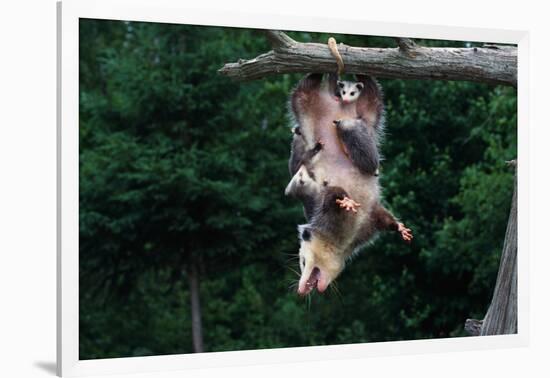 American Opossum with Young-W. Perry Conway-Framed Photographic Print