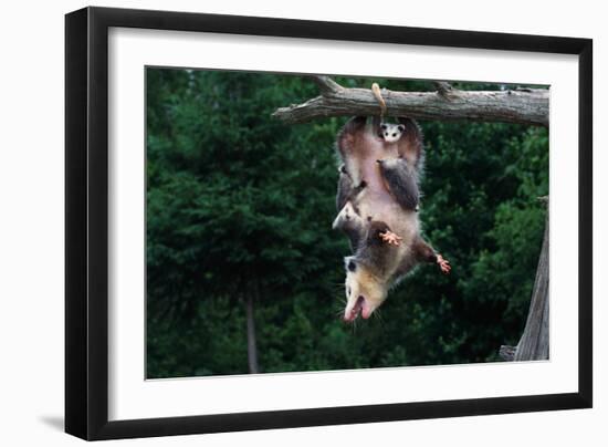 American Opossum with Young-W. Perry Conway-Framed Photographic Print