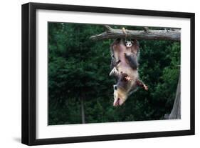 American Opossum with Young-W. Perry Conway-Framed Photographic Print