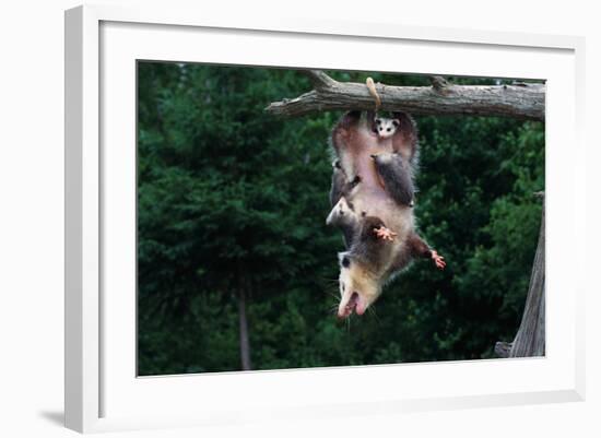 American Opossum with Young-W. Perry Conway-Framed Photographic Print