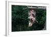 American Opossum with Young-W. Perry Conway-Framed Photographic Print