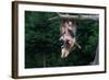 American Opossum with Young-W. Perry Conway-Framed Photographic Print