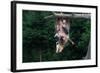 American Opossum with Young-W. Perry Conway-Framed Photographic Print