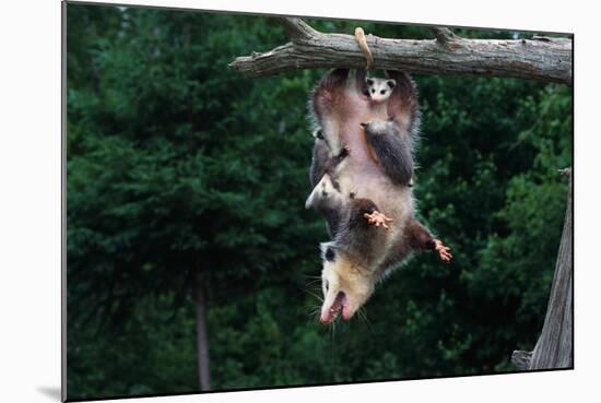 American Opossum with Young-W. Perry Conway-Mounted Photographic Print