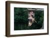 American Opossum with Young-W. Perry Conway-Framed Photographic Print