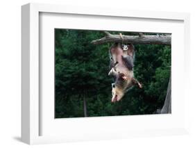 American Opossum with Young-W. Perry Conway-Framed Photographic Print