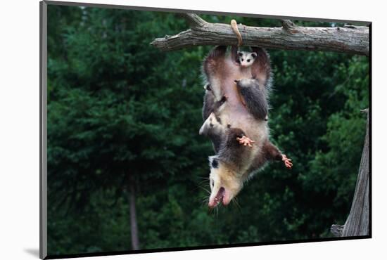 American Opossum with Young-W. Perry Conway-Mounted Photographic Print