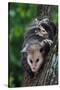 American Opossum with Young-W. Perry Conway-Stretched Canvas