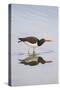 American Oystercatcher Drinking-Larry Ditto-Stretched Canvas