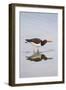 American Oystercatcher Drinking-Larry Ditto-Framed Photographic Print