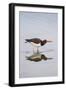 American Oystercatcher Drinking-Larry Ditto-Framed Photographic Print