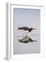 American Oystercatcher Drinking-Larry Ditto-Framed Photographic Print