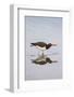 American Oystercatcher Drinking-Larry Ditto-Framed Photographic Print