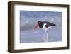 American Oystercatcher (Haematopus palliatus) adult, walking on shoreline, Florida, USA-Kevin Elsby-Framed Photographic Print