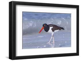 American Oystercatcher (Haematopus palliatus) adult, walking on shoreline, Florida, USA-Kevin Elsby-Framed Photographic Print