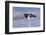 American Oystercatcher (Haematopus palliatus) adult, walking on shoreline, Florida, USA-Kevin Elsby-Framed Photographic Print