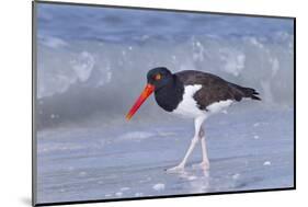 American Oystercatcher (Haematopus palliatus) adult, walking on shoreline, Florida, USA-Kevin Elsby-Mounted Photographic Print