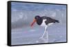 American Oystercatcher (Haematopus palliatus) adult, walking on shoreline, Florida, USA-Kevin Elsby-Framed Stretched Canvas