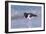 American Oystercatcher (Haematopus palliatus) adult, walking on shoreline, Florida, USA-Kevin Elsby-Framed Photographic Print