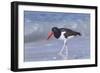 American Oystercatcher (Haematopus palliatus) adult, walking on shoreline, Florida, USA-Kevin Elsby-Framed Photographic Print