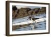 American Oystercatcher (Haematopus palliatus), Playa Arco Beach, Costa Rica-Matthew Williams-Ellis-Framed Photographic Print