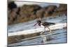 American Oystercatcher (Haematopus palliatus), Playa Arco Beach, Costa Rica-Matthew Williams-Ellis-Mounted Photographic Print