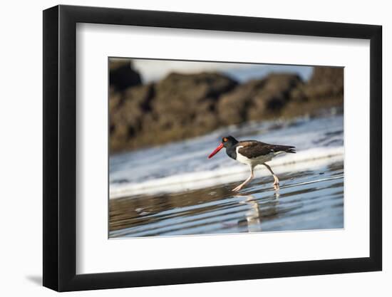 American Oystercatcher (Haematopus palliatus), Playa Arco Beach, Costa Rica-Matthew Williams-Ellis-Framed Photographic Print