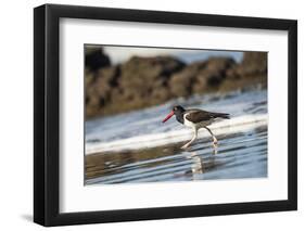 American Oystercatcher (Haematopus palliatus), Playa Arco Beach, Costa Rica-Matthew Williams-Ellis-Framed Photographic Print