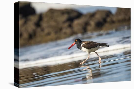 American Oystercatcher (Haematopus palliatus), Playa Arco Beach, Costa Rica-Matthew Williams-Ellis-Stretched Canvas