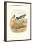 American Oystercatcher-null-Framed Art Print