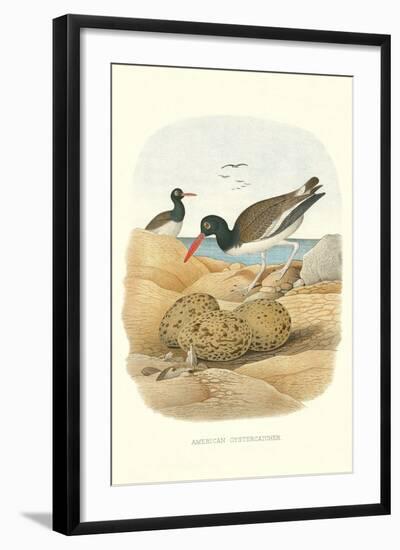 American Oystercatcher-null-Framed Art Print