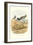 American Oystercatcher-null-Framed Art Print