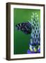 American Painted Lady Butterfly on Lupine-Darrell Gulin-Framed Photographic Print