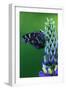 American Painted Lady Butterfly on Lupine-Darrell Gulin-Framed Photographic Print