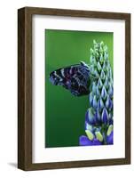 American Painted Lady Butterfly on Lupine-Darrell Gulin-Framed Photographic Print