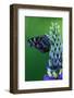 American Painted Lady Butterfly on Lupine-Darrell Gulin-Framed Photographic Print