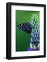 American Painted Lady Butterfly on Lupine-Darrell Gulin-Framed Photographic Print