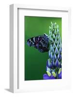 American Painted Lady Butterfly on Lupine-Darrell Gulin-Framed Photographic Print