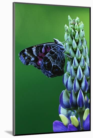 American Painted Lady Butterfly on Lupine-Darrell Gulin-Mounted Photographic Print