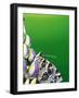 American Painted Lady on a Lupine-Darrell Gulin-Framed Photographic Print