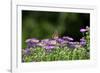 American Painted Lady (Vanessa Virginiensis) on Flower-Gary Carter-Framed Photographic Print