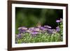 American Painted Lady (Vanessa Virginiensis) on Flower-Gary Carter-Framed Photographic Print