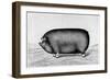 American Pig, 1890-null-Framed Giclee Print